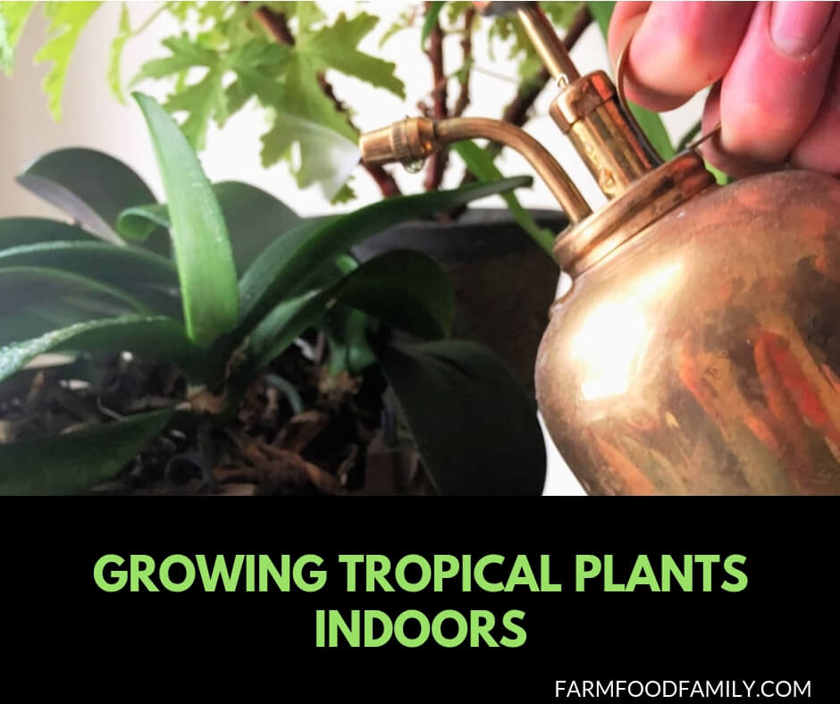 Growing Tropical Plants Indoors