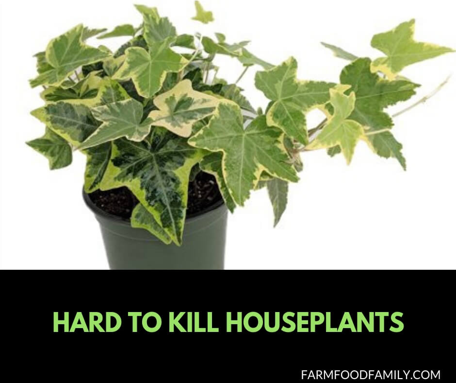10 hark to kill houseplants
