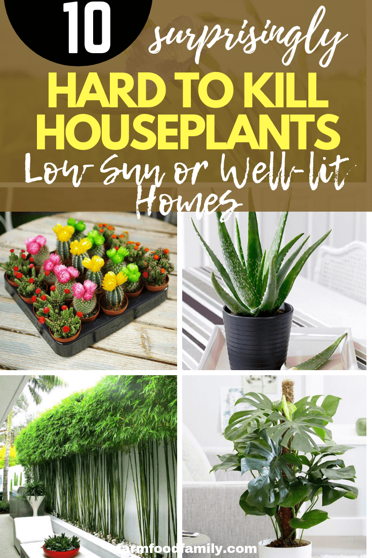 10 Hard to kill houseplants | Low-maintenance flowers and plants