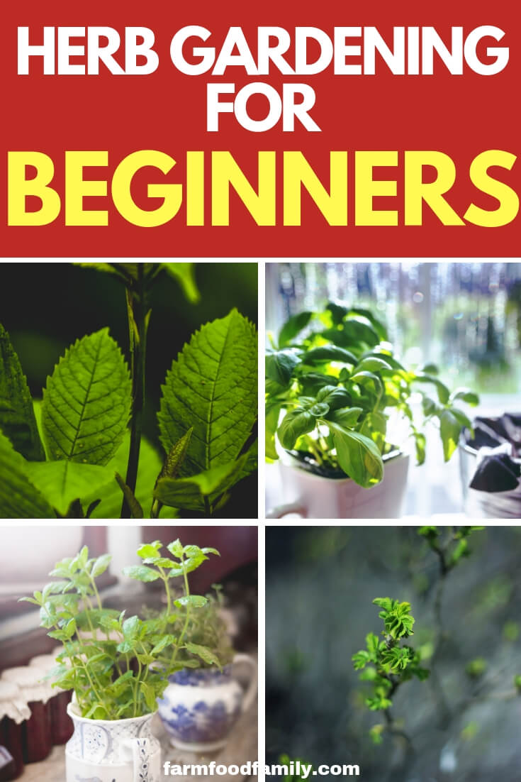 How to start a herb garden: Herb Gardening for beginners