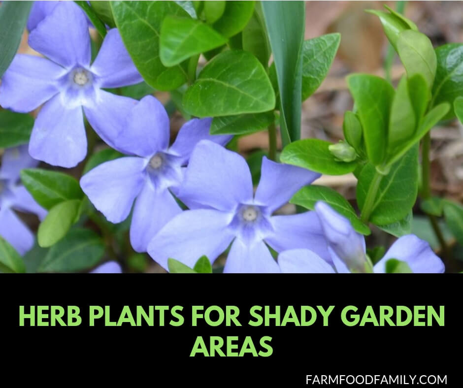 Herb Plants for Shady Garden Areas: Garden Herbs that Grow in the Shade