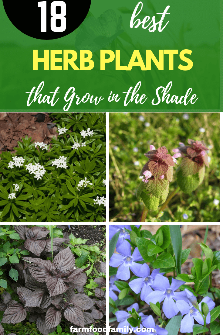 18 herbs that grow in the shade