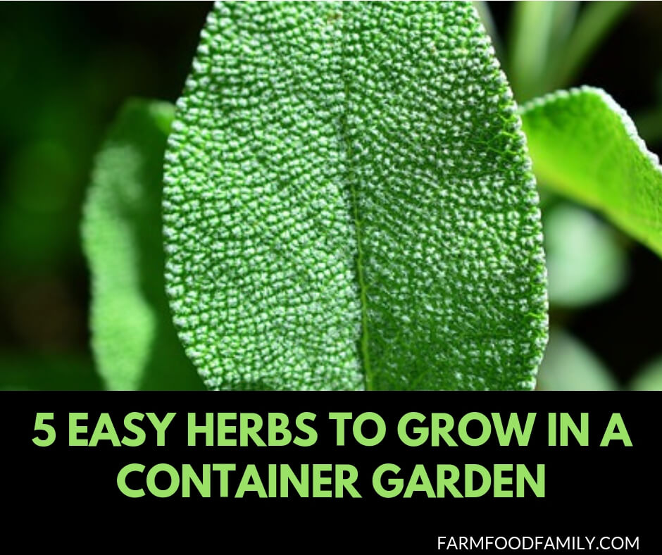 5 easy herbs to grow in container garden indoor