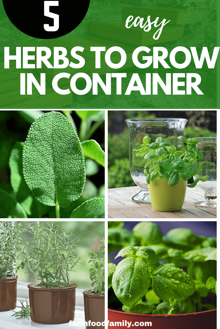 5 easy herbs to grow in container garden