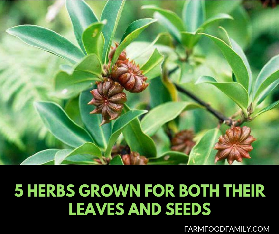 5 Herbs that grown for both leaves and seeds