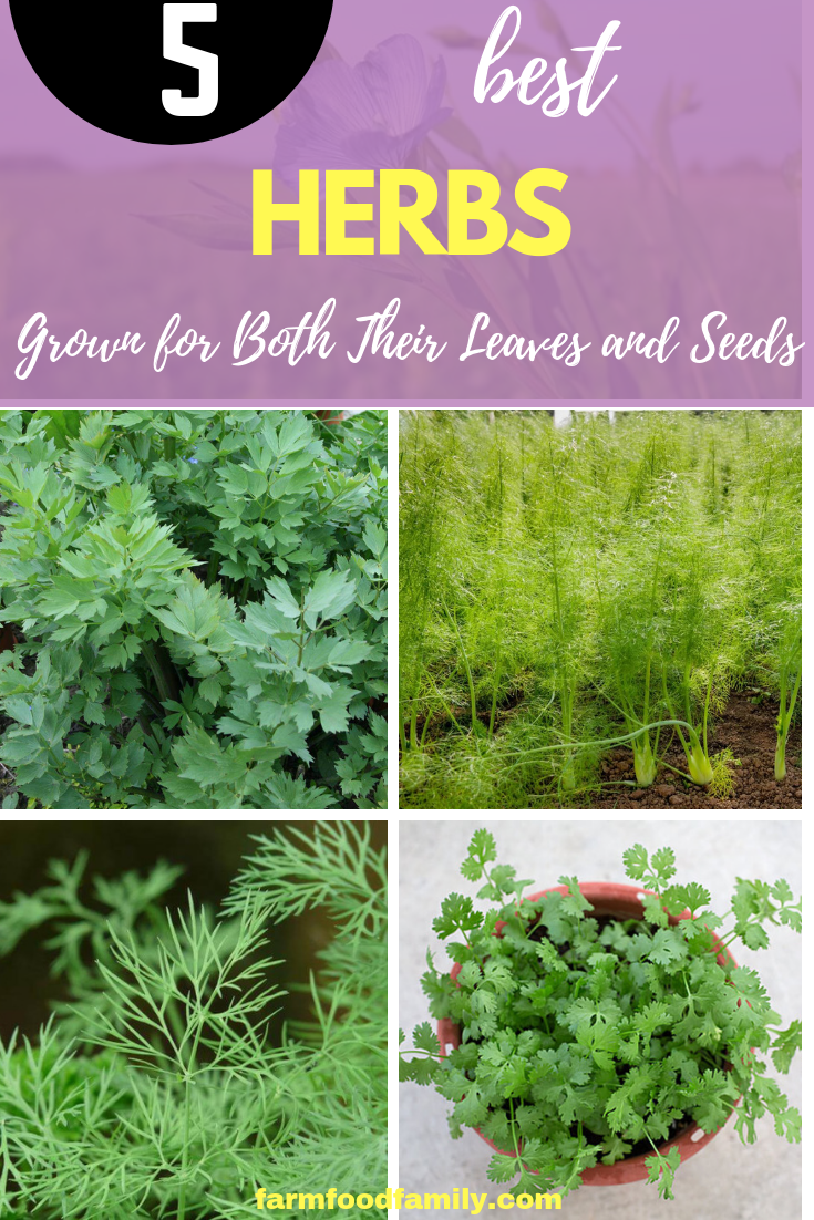 5 Herbs Grown for Both Their Leaves and Seeds: Herbs that Do Double Duty