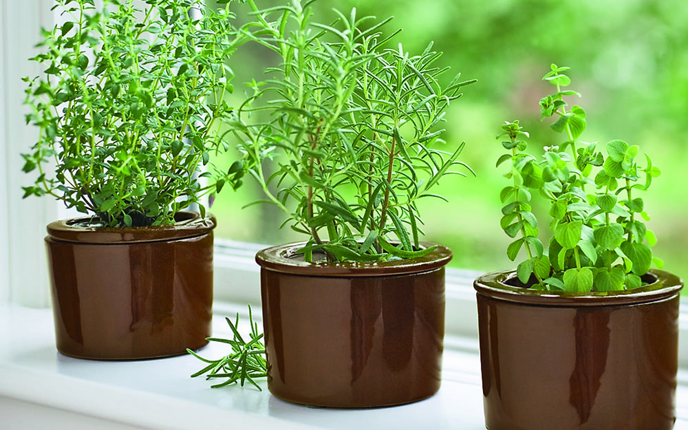 herbs on windowsill