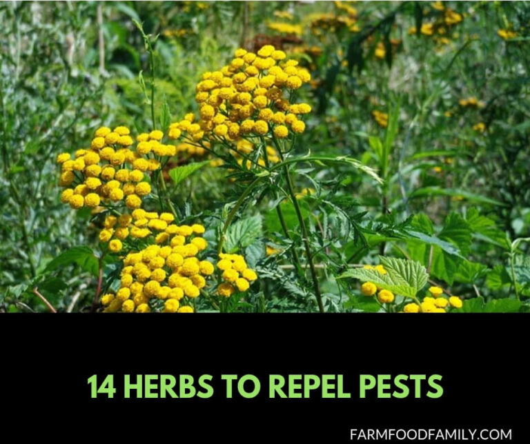 14 best companion planting herbs to repel pests