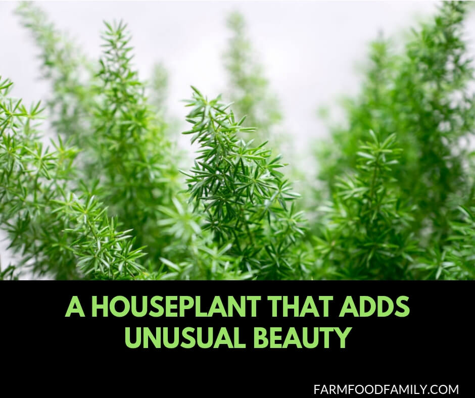 A houseplant adds unusual beauty