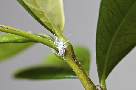 Controlling Pests on Plants
