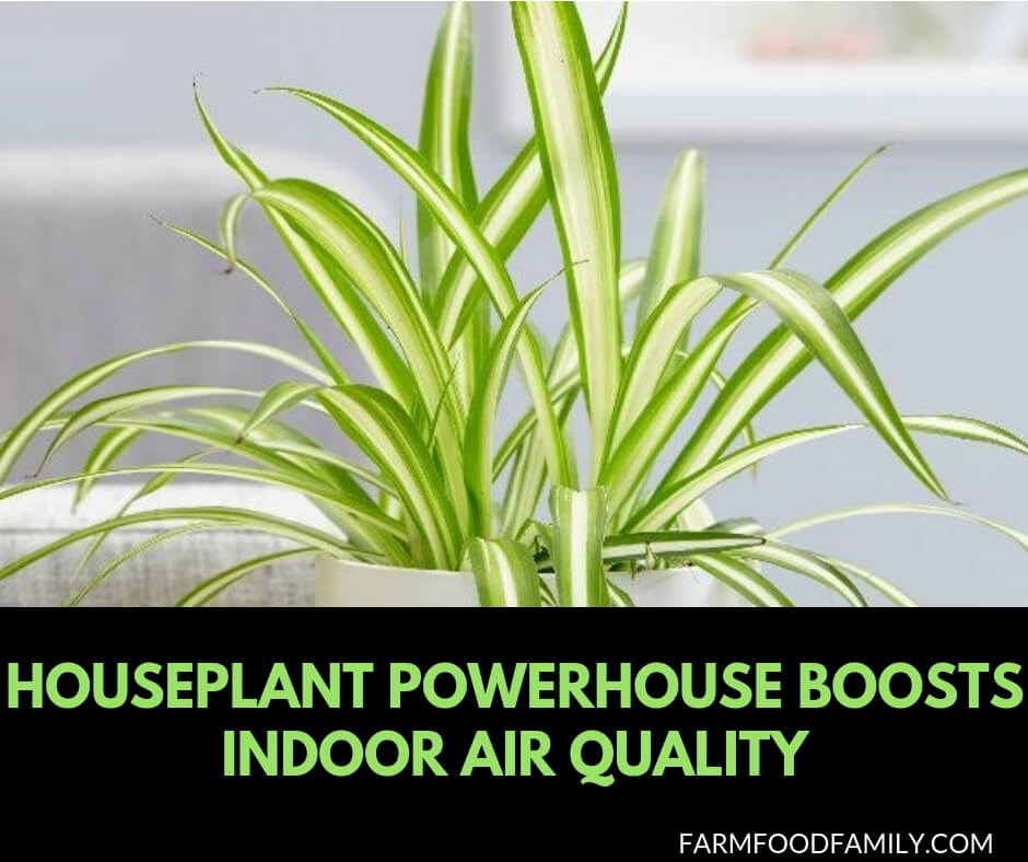 Houseplant powerhouse boosts indoor air quality