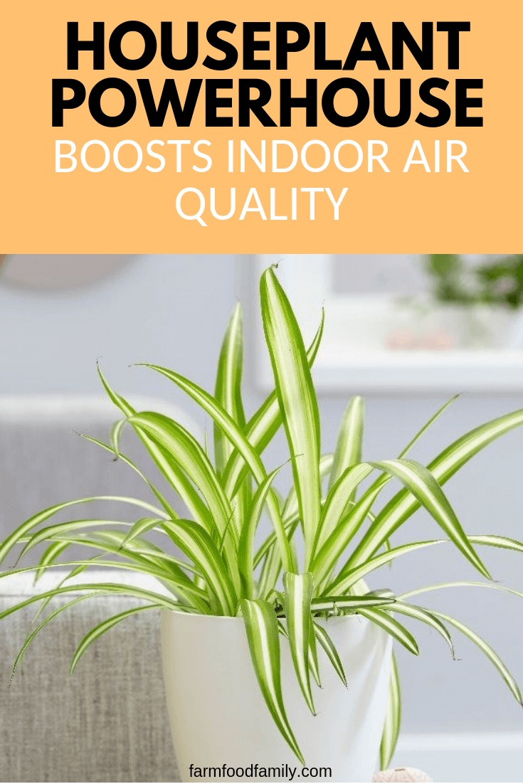 Houseplant Powerhouse Boosts Indoor Air Quality