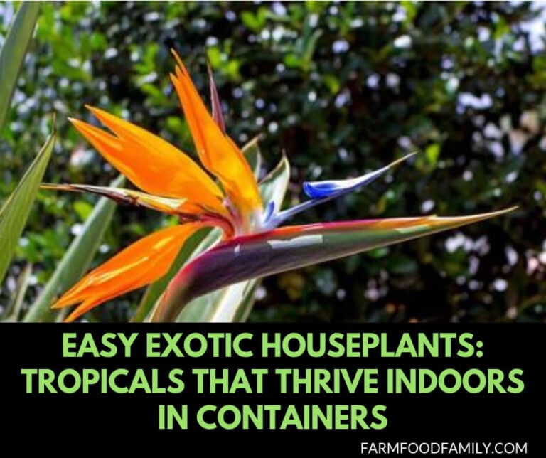 Easy Exotic Houseplants: Tropicals That Thrive Indoors in Containers