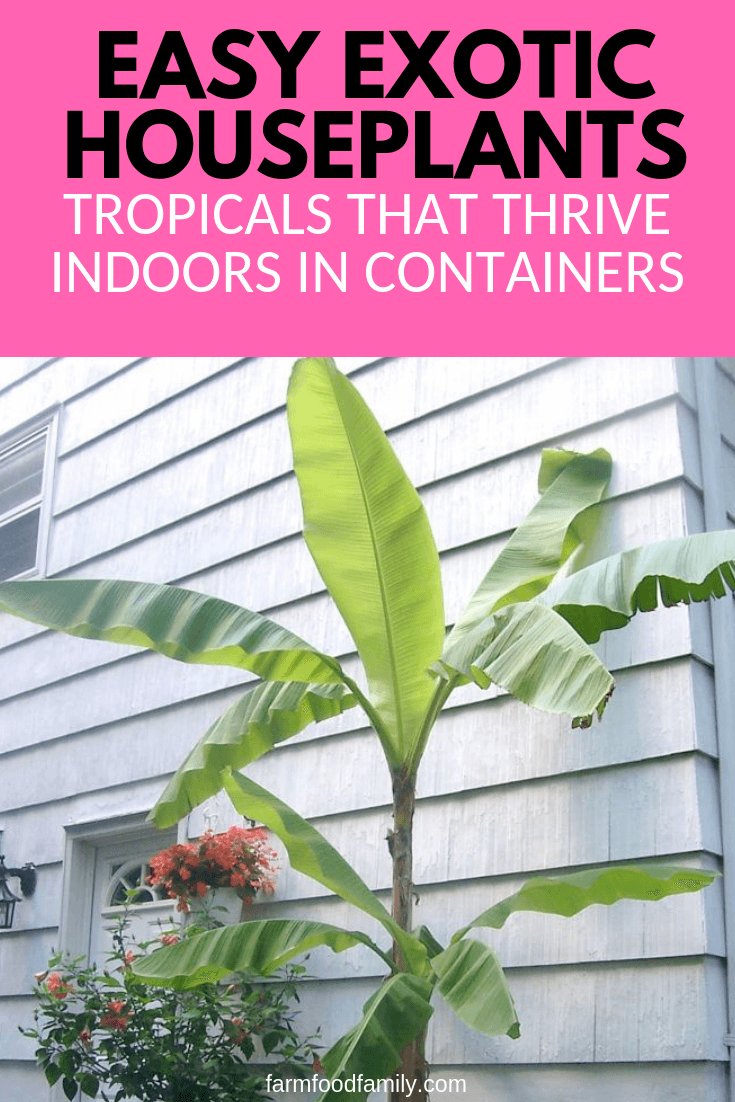 Easy Exotic Houseplants: Tropicals That Thrive Indoors in Containers