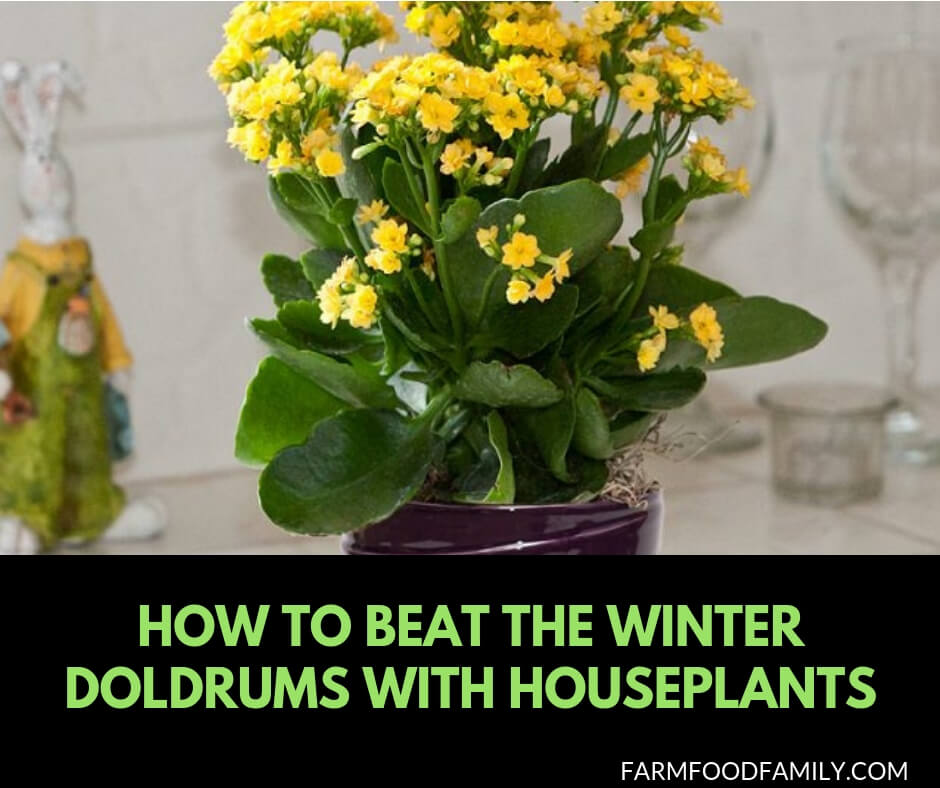 How to beat winter blue with houseplants