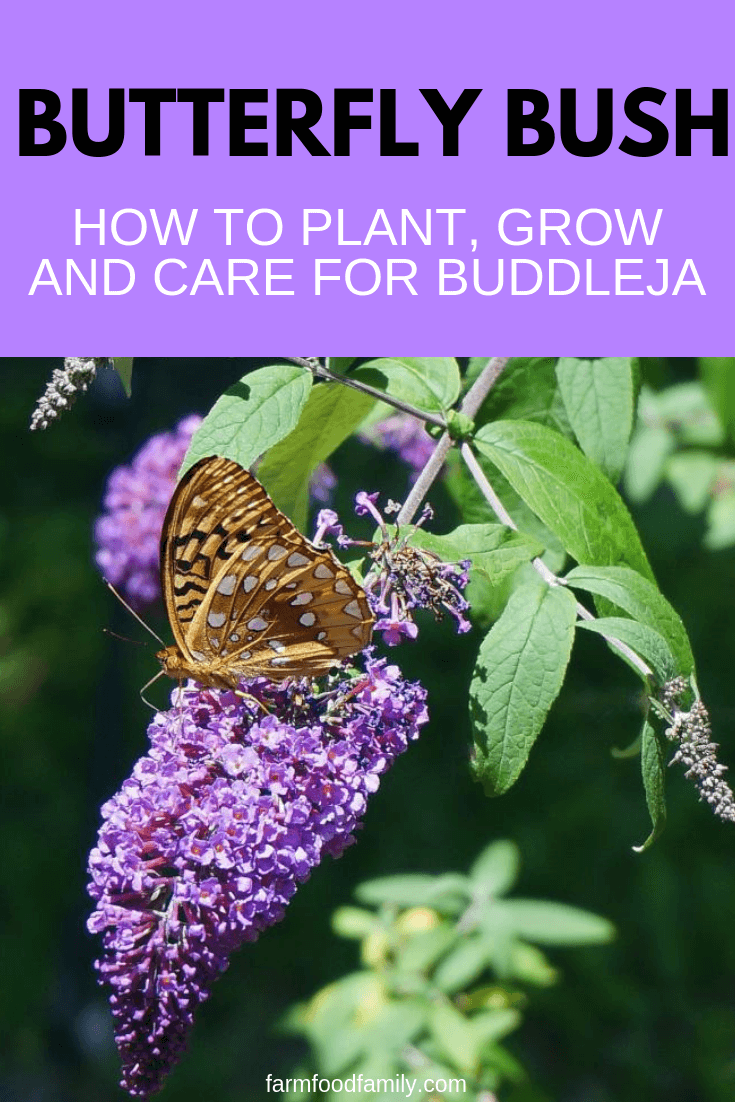 Butterfly Bush – the Centerpiece of the Garden: A Butterfly Garden is Not Complete Without This Flowering Shrub