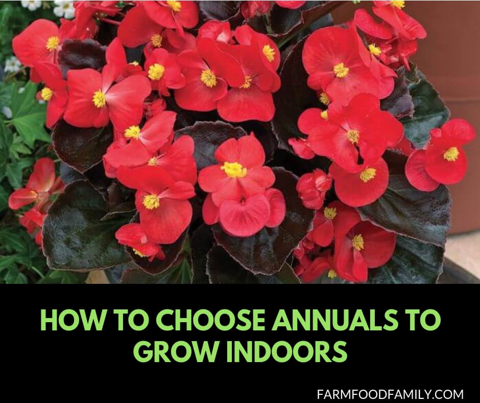 How to choose annual plants to grow indoors
