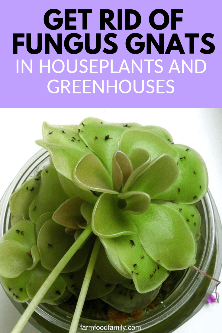 How To Get Rid of Fungus Gnats in Houseplants and GreenHouses