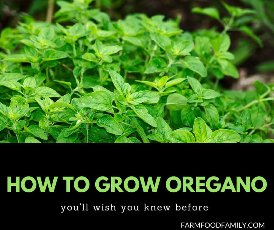 Growing Oregano from seeds