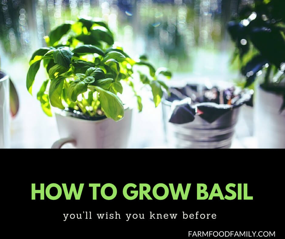 Growing Basil from seed