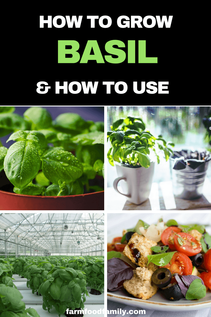 Growing Basil from seed in pots