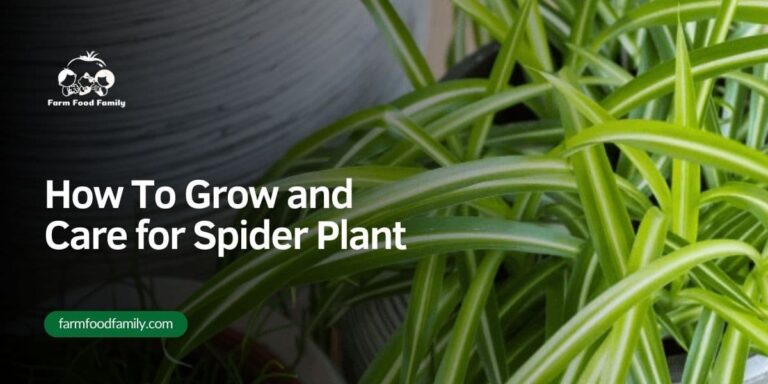 How to Grow and Care for Spider Plants – Ultimate Guide 2026