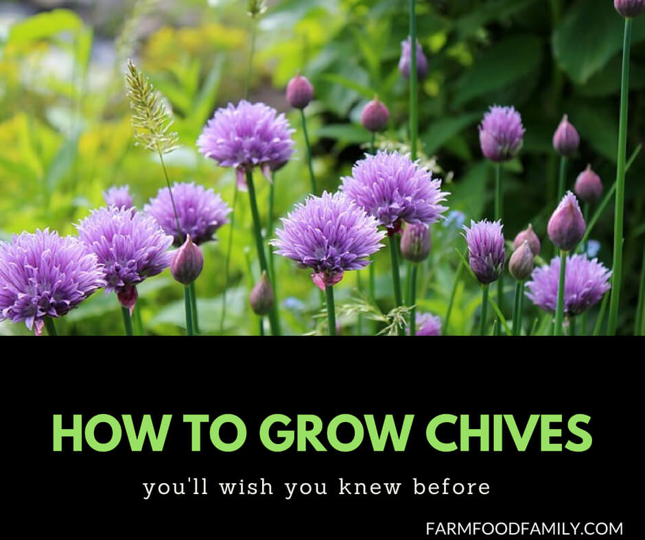 How to grow chives at home