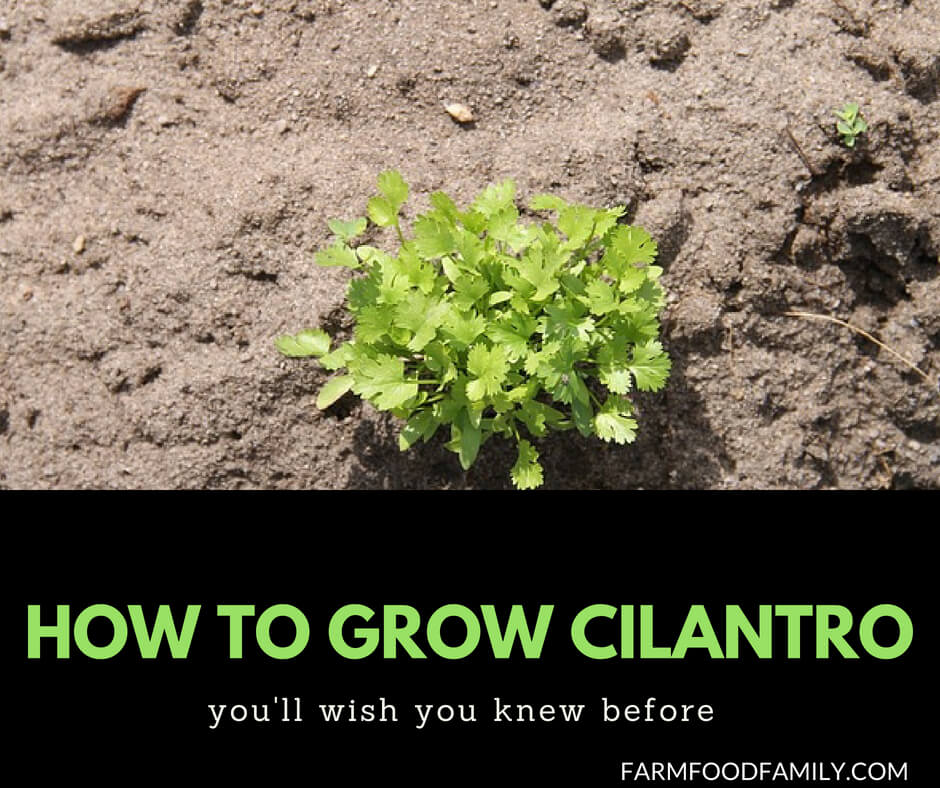 Growing Cilantro from seeds at home