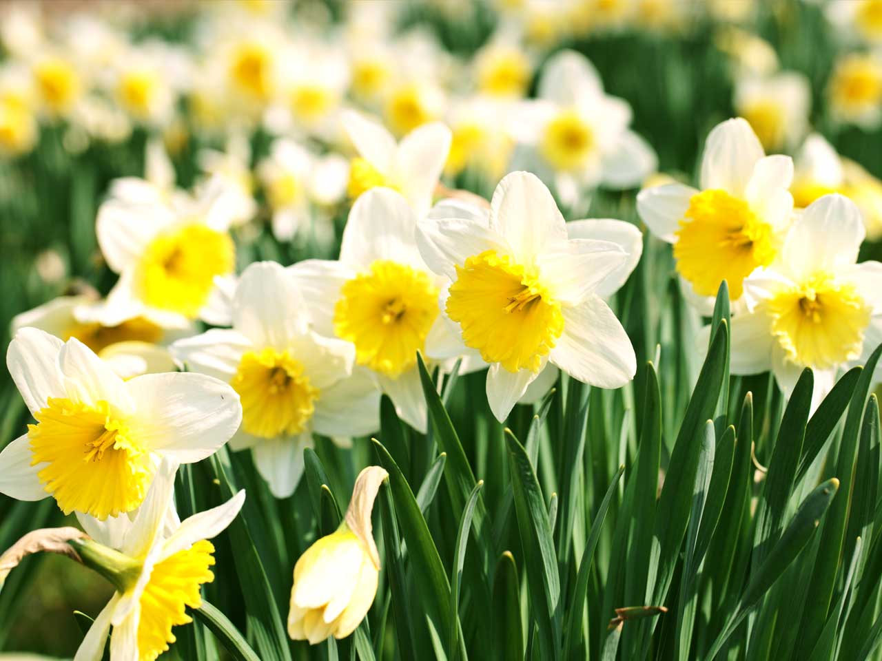 Daffodils plants