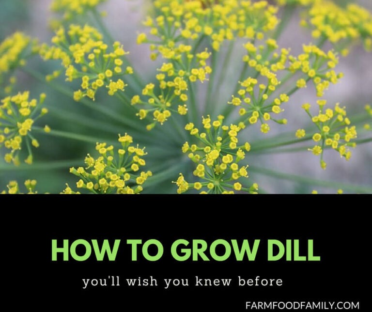 How to grow Dill from seeds