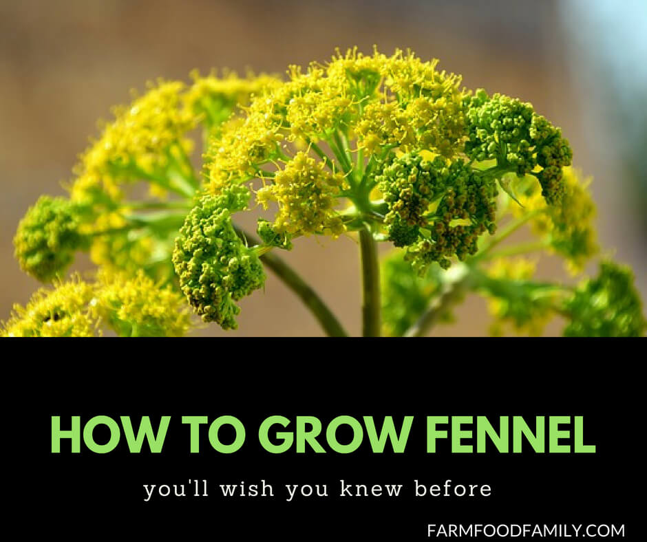 How to grow fennel