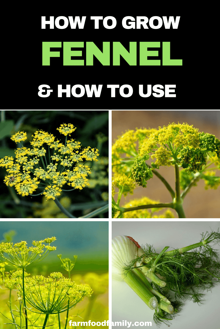How to grow Fennel