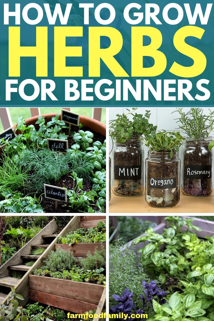 How to grow herbs fro beginners