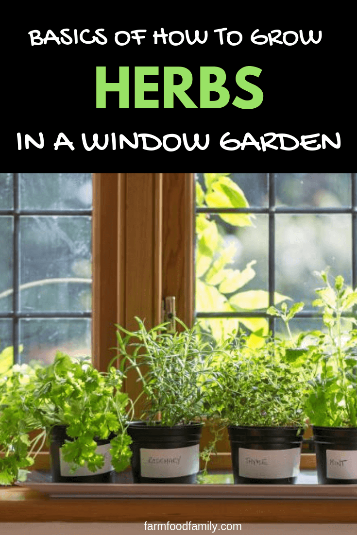 Beginning an Indoor Herb Garden: Basics of How to Grow Herbs in a Window Garden