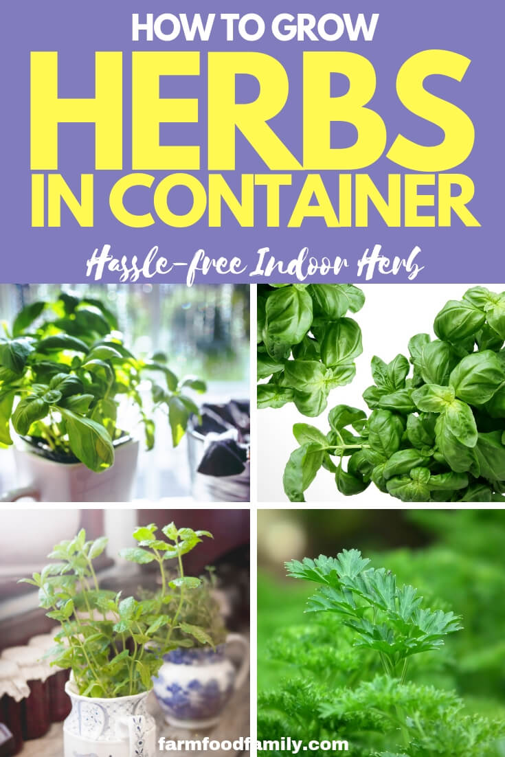 how to grow herbs indoor