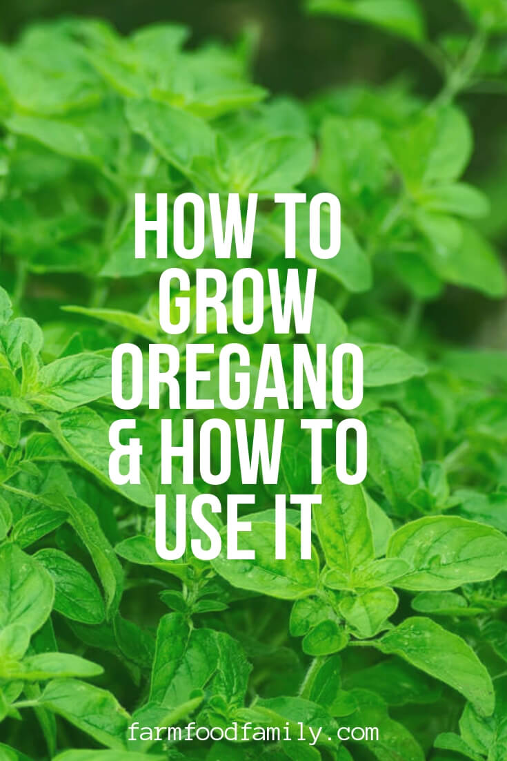 how to grow oregano pin