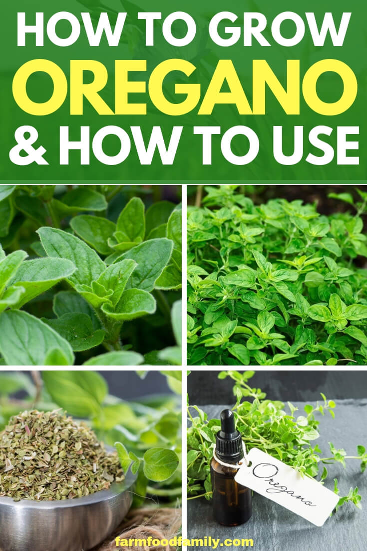 How to grow oregano