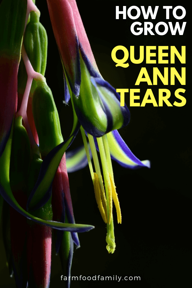 Caring for Queen Ann Tears - Billbergia Nutans