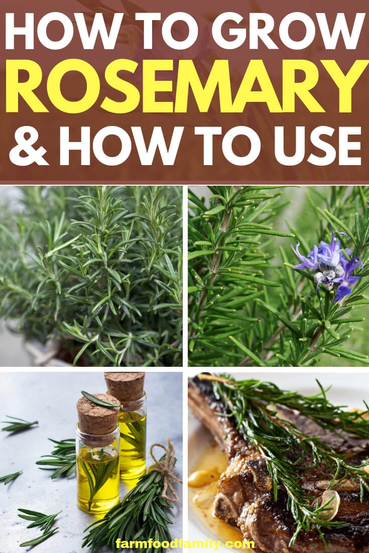 How to grow rosemary