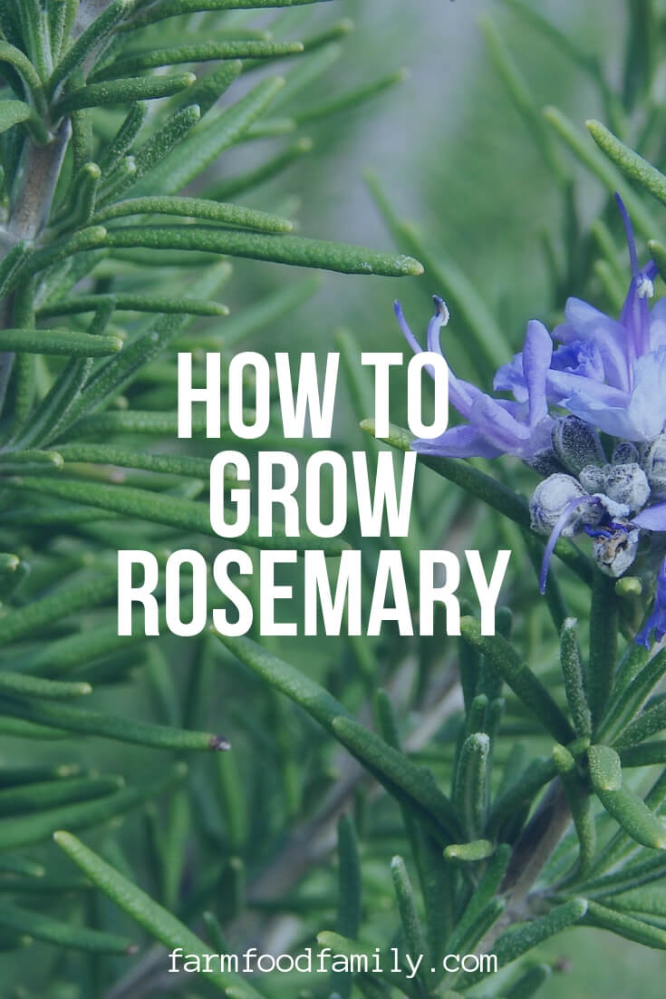 how to grow rosemary pin