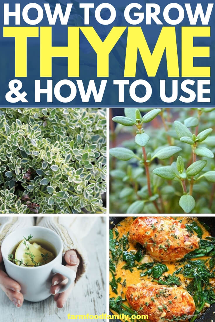 How to Grow Thyme from Seeds (Thymus vulgare, T. citriodorus, T. serphyllum, etc.)