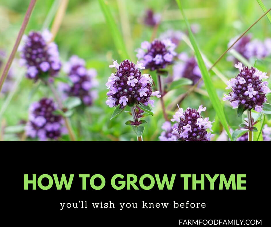 How to grow Thyme from seeds