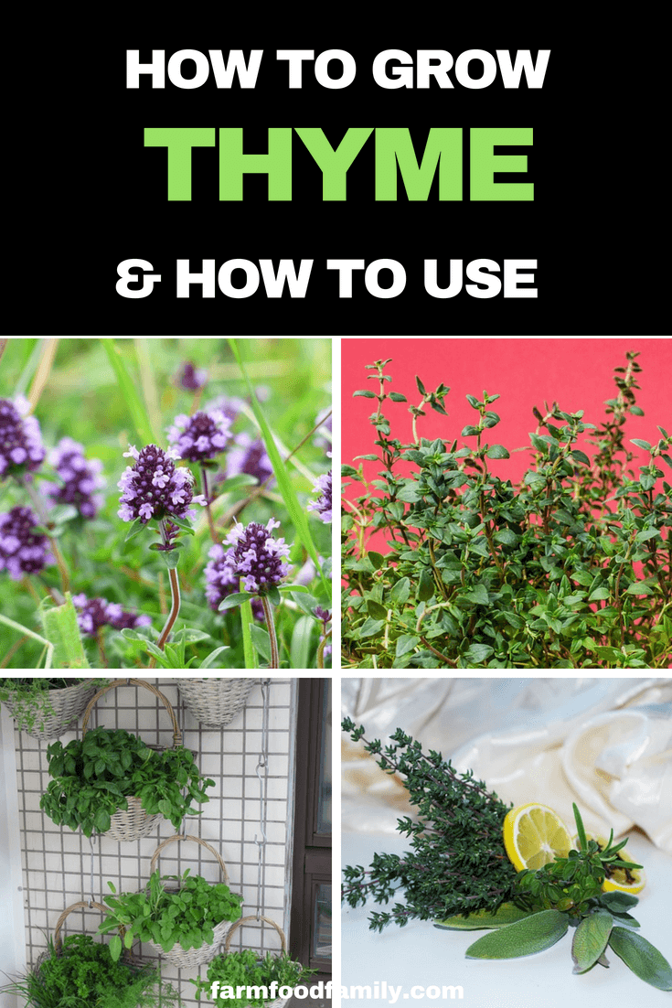 How to grow Thyme from seeds or Seedinglings at home