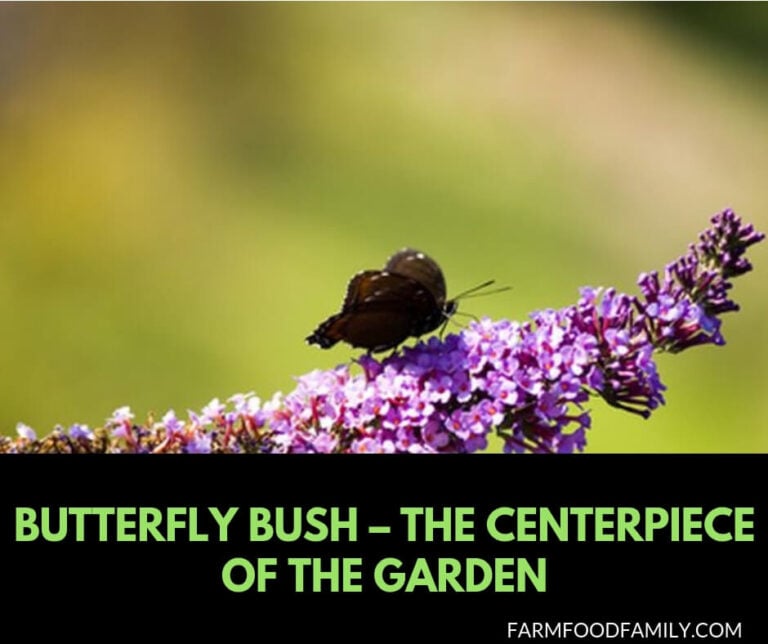 How to plant, grow and care for Butterfly bush