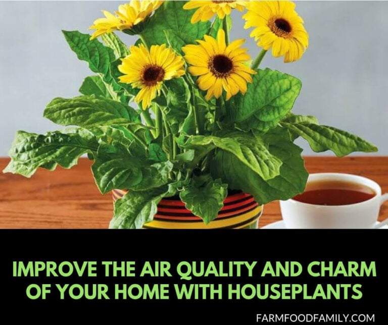 Houseplants Improve the Air Quality and Charm of Your Home