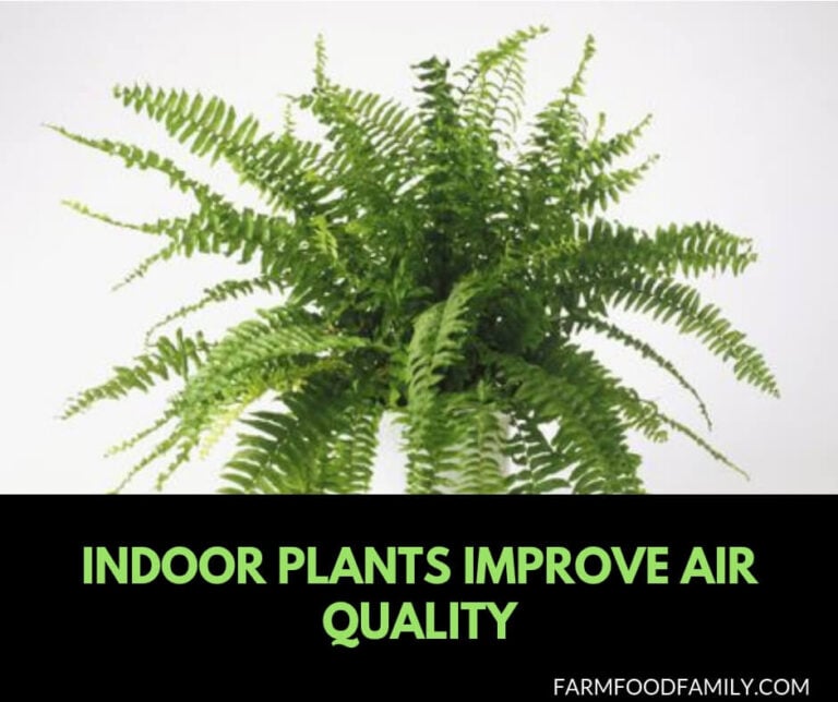 10 houseplants improve air quality
