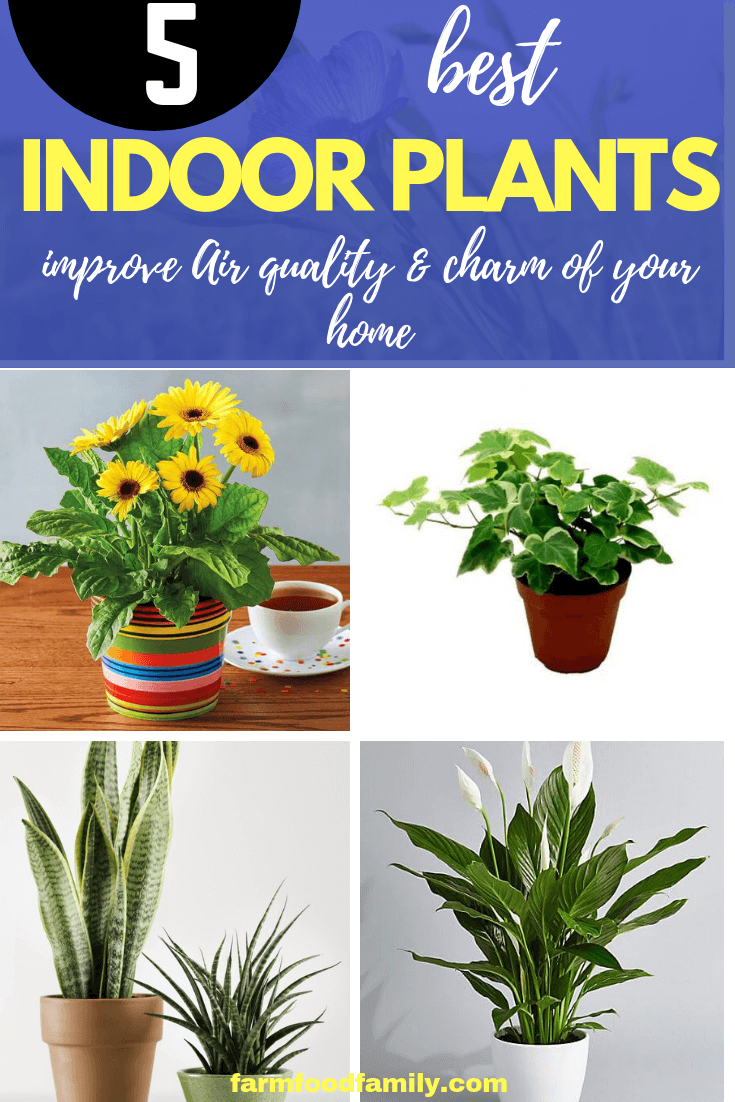 Houseplants Improve the Air Quality and Charm of Your Home