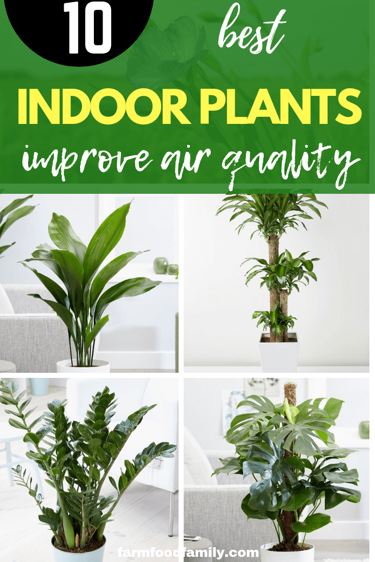 10 houseplants for health: indoor plants improve air quality
