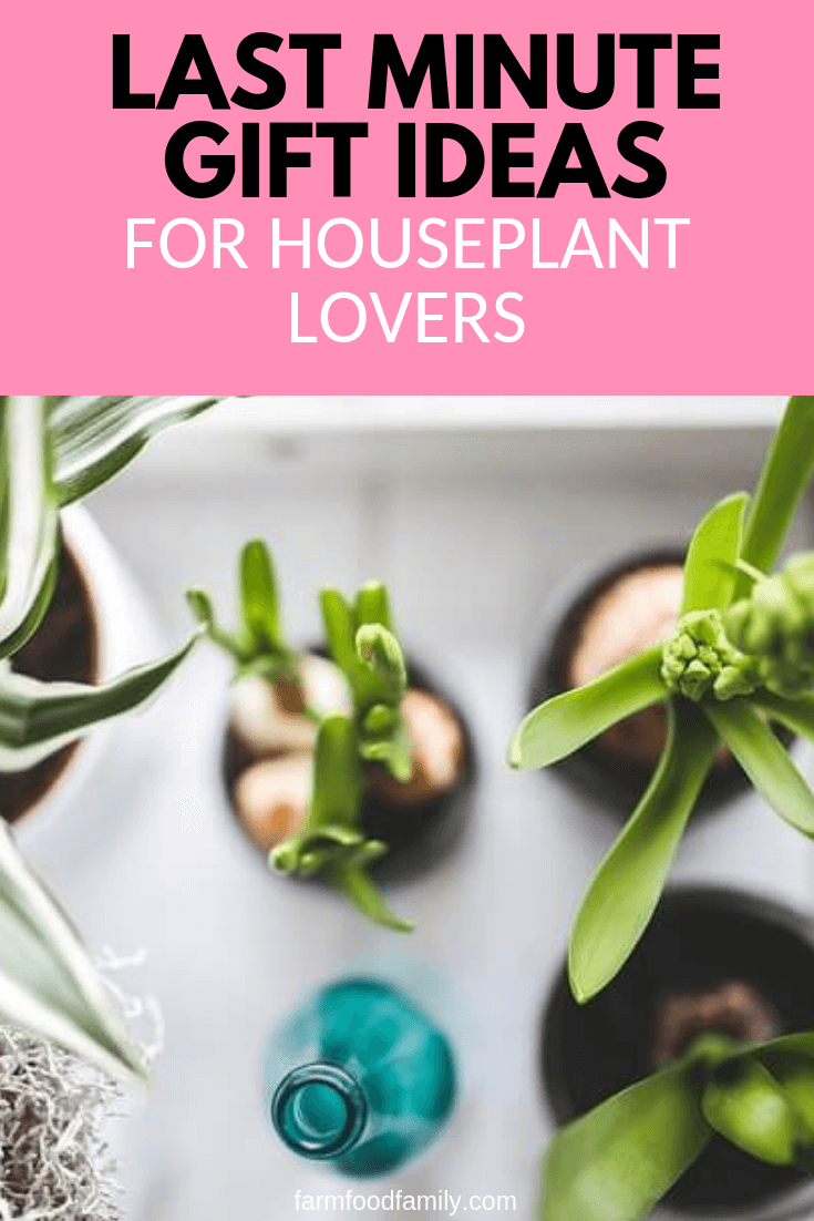 last minute gift ideas for houseplant lovers