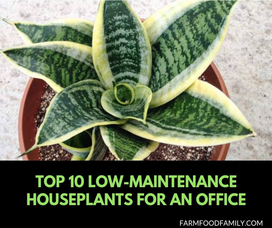 10 Low Maintenance houseplants for an office